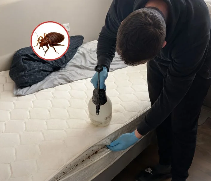Technicien traitant un matelas contre les punaises de lit à Buchelay